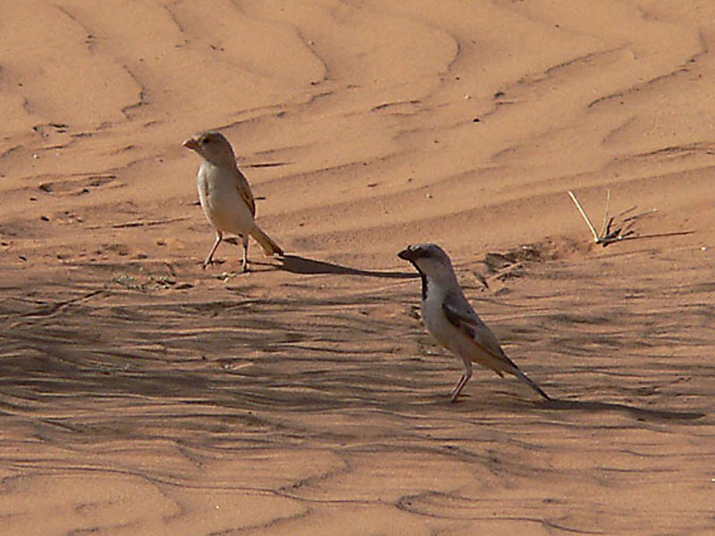 Файл:Desert sparrow pair.jpg
