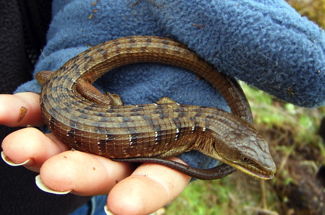 Файл:Elgaria coerulea.jpg
