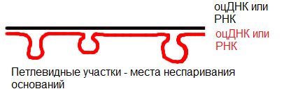 Файл:Heteroduplex ru.png