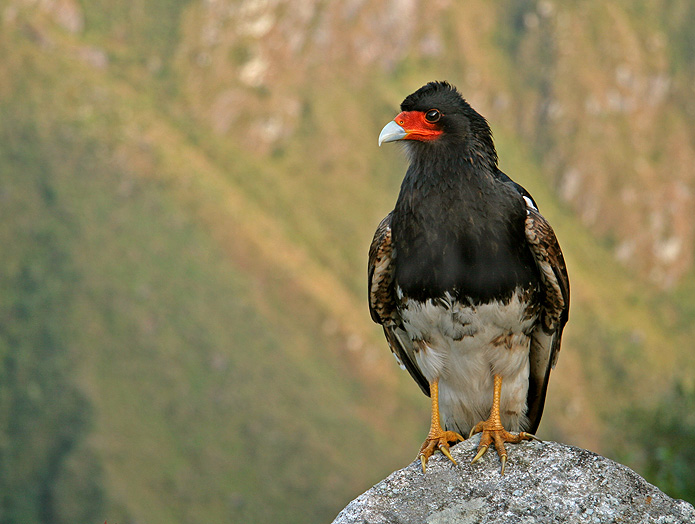 Файл:Mountain caracara.jpg