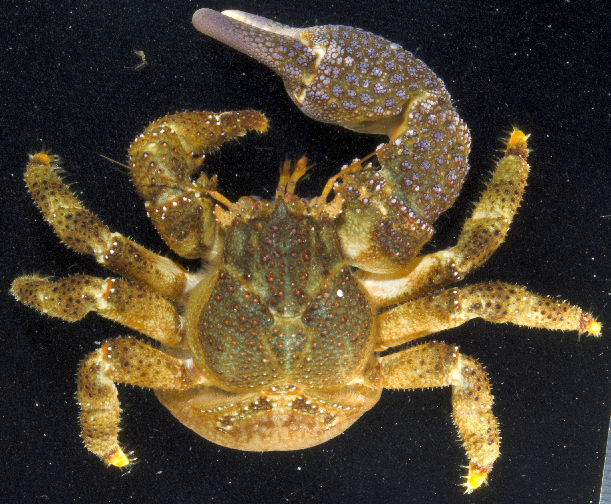Файл:Oedignathus inermis.jpg