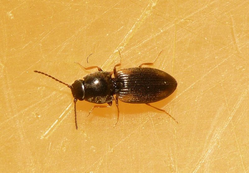 Файл:Oedostethus quadripustulatus.jpg