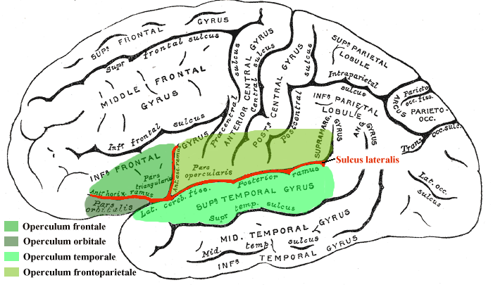 Файл:Operculum.png