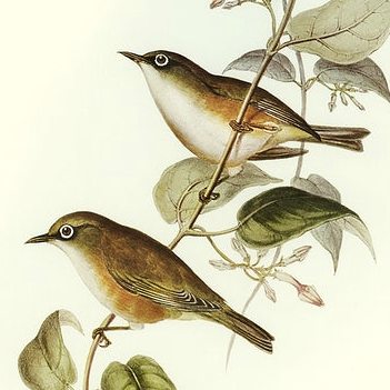 Файл:Zosterops albogularis.jpg