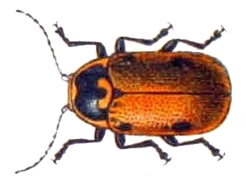 Файл:Cryptocephalus distinguendus.jpg
