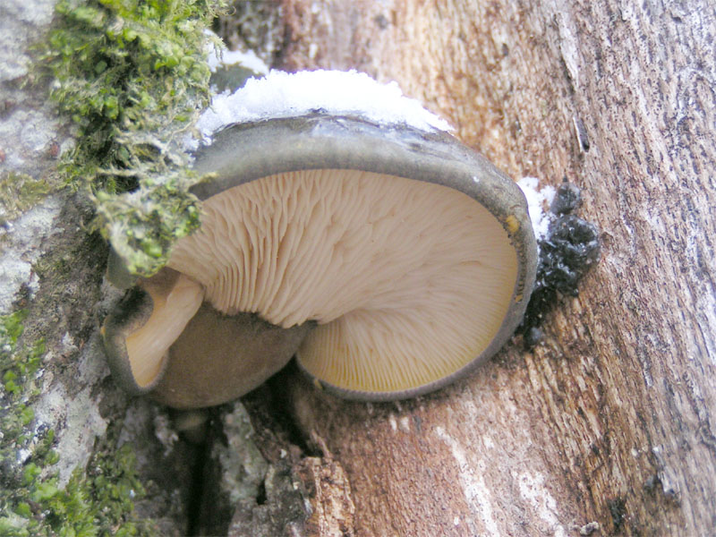 Файл:Panellus serotinus.jpg