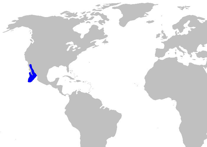Файл:Cephalurus cephalus distmap.png