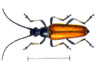 Файл:Etorofus pubescens.png