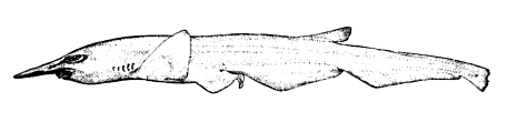 Файл:Pentanchus profundicolus by smith.png