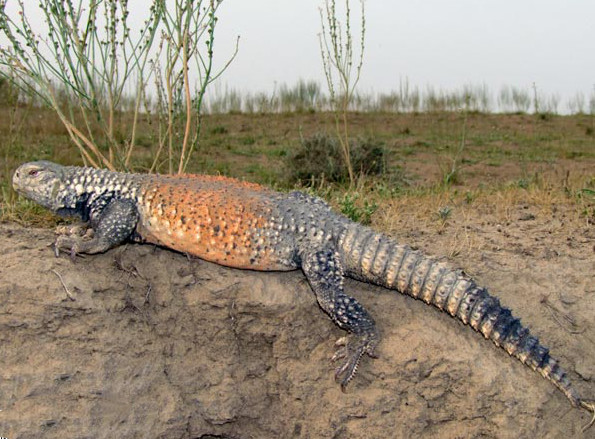 Файл:Uromastyx loricata.jpeg