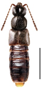 Gnypeta helenae