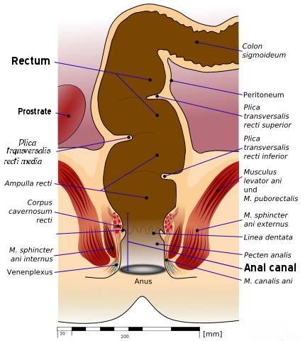Файл:Anatomy of human rectum and anus-2.png