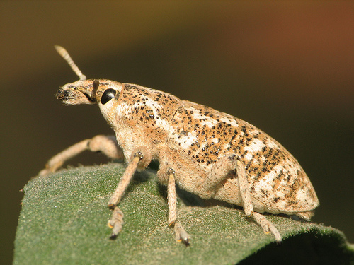 Файл:Cyphocleonus achates.jpg