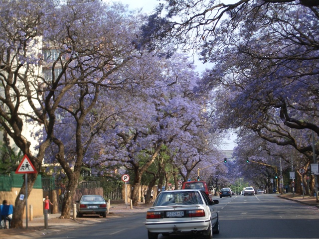 Файл:Jacaranda-trees-pretoria.jpg