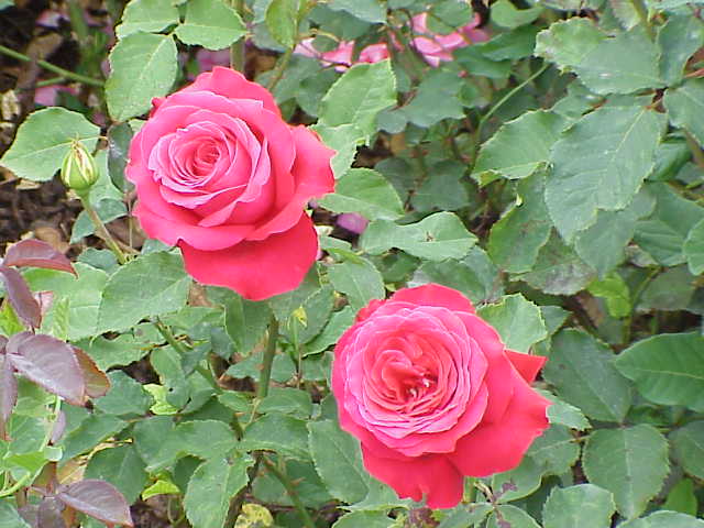 Файл:Rosa sp.22.jpg