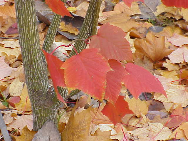 Файл:Acer capillipes1.jpg