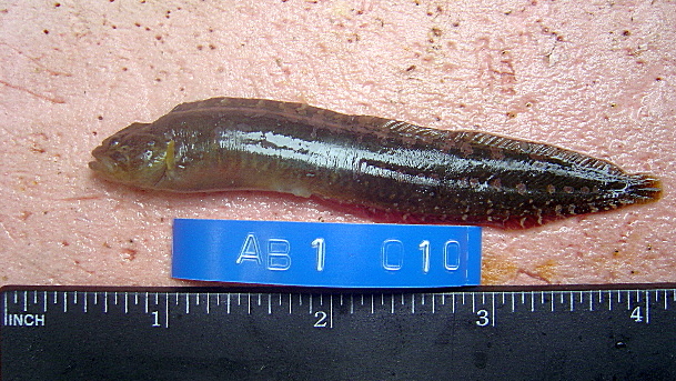 Файл:Alectrias benjamini.jpg