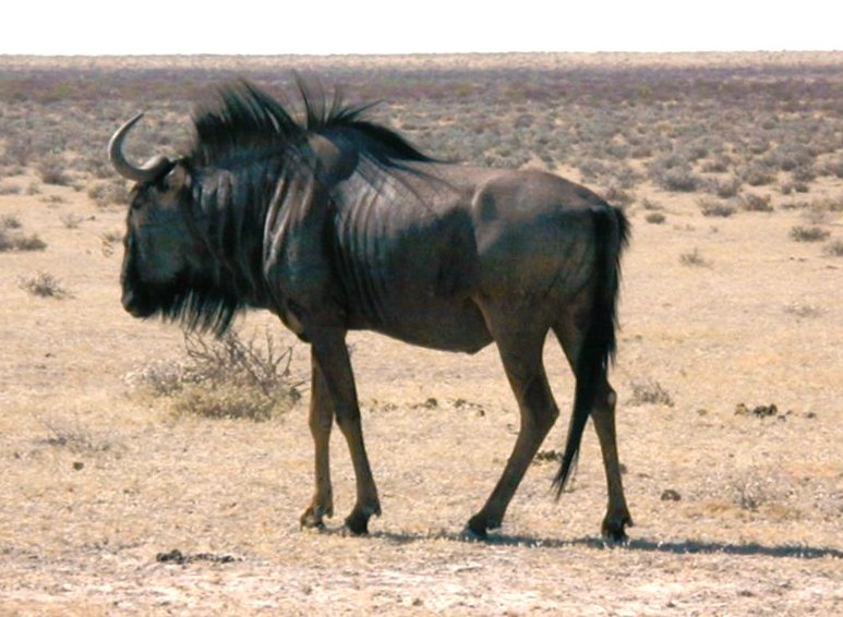 Файл:Blue wildebeest.jpg