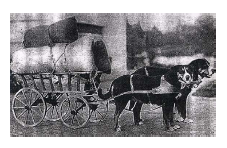 Historical photograph showing a double team of Greater Swiss Mountain Dogs pulling a merchant’s wagon.