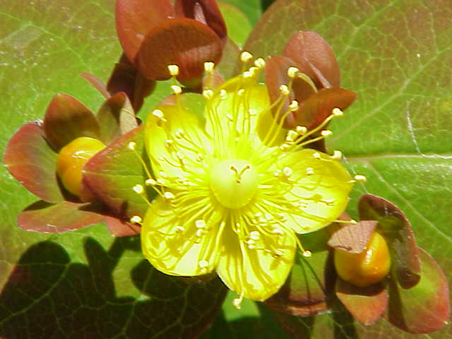 Файл:Hypericum androsaemum2.jpg