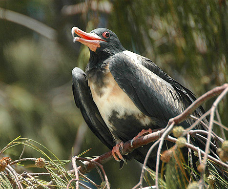 Файл:Lesser frigatebird lei.jpg