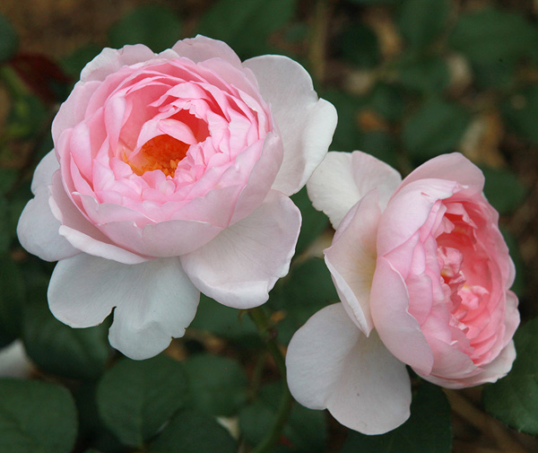 Файл:Rosa-'Scepter'd-Isle'.jpg