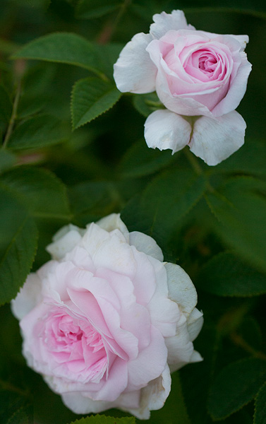 Файл:Rosa 'Chloris'.jpg