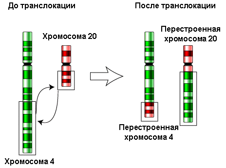 Файл:Translocation-4-20rus.png