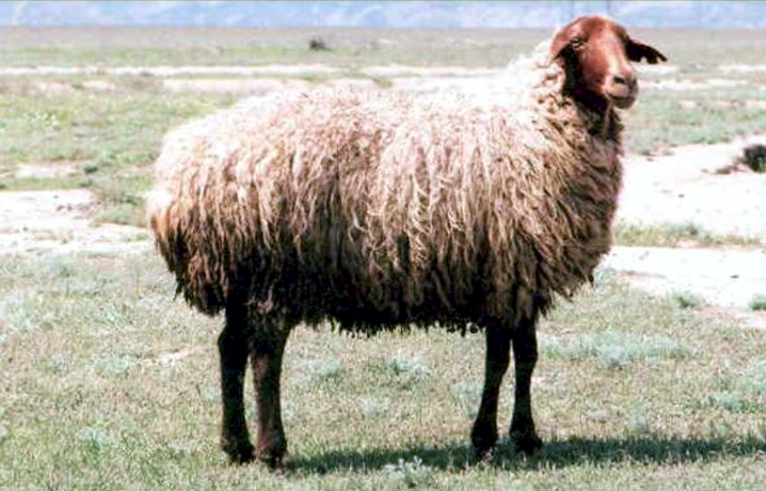 Файл:Abşeron 2..png
