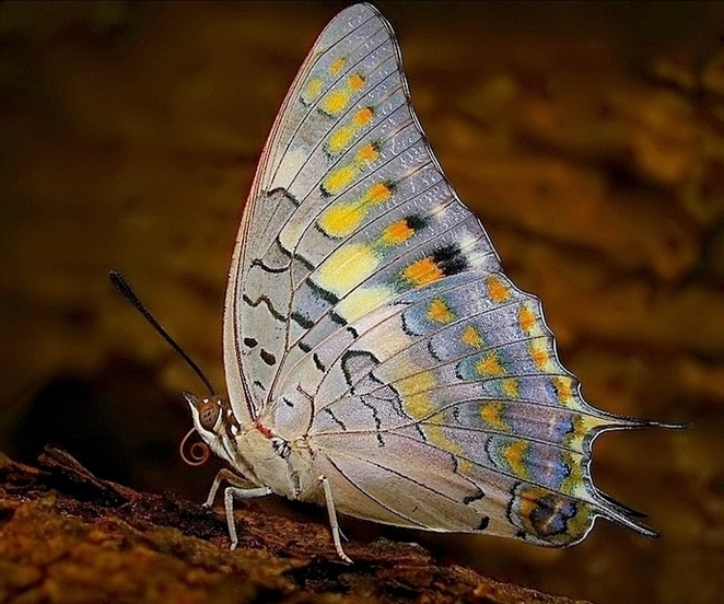 Файл:Charaxes solon at MNP.jpg