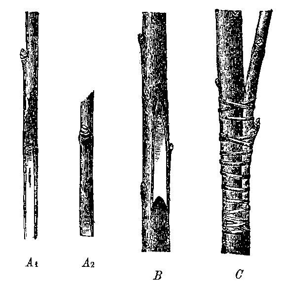 Файл:Copulatio - Brockhaus & Efron - 7.png