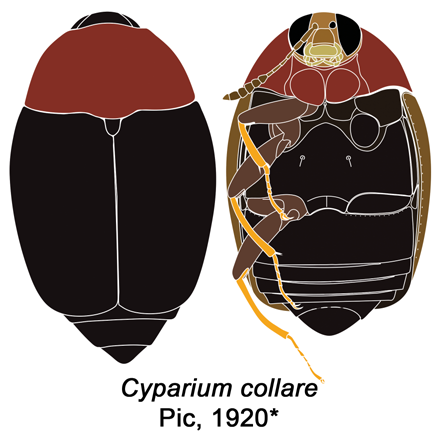 Файл:Cyparium collare.png