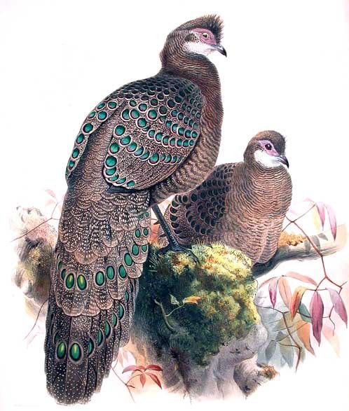 Файл:Grey Peacock-Pheasant.jpg