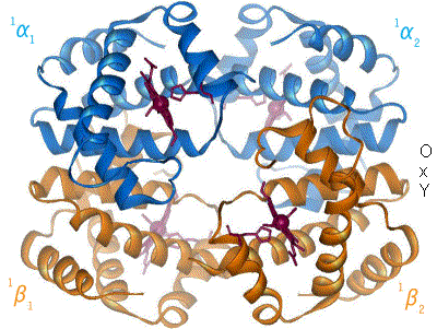 Файл:Hemoglobin t-r state ani.gif