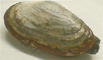 Файл:Mya arenaria.jpg