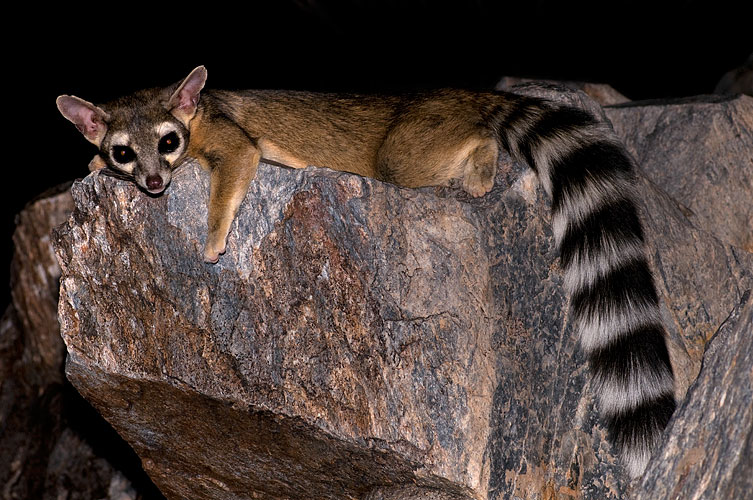 Файл:Squaw-ringtail-28073.jpg