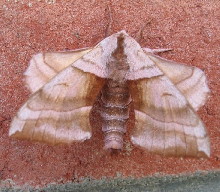 Файл:Amorpha juglandis.jpg
