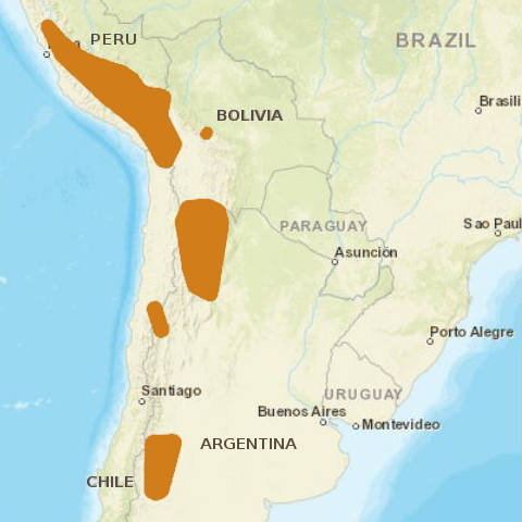 Файл:AndeanCat distribution.jpg