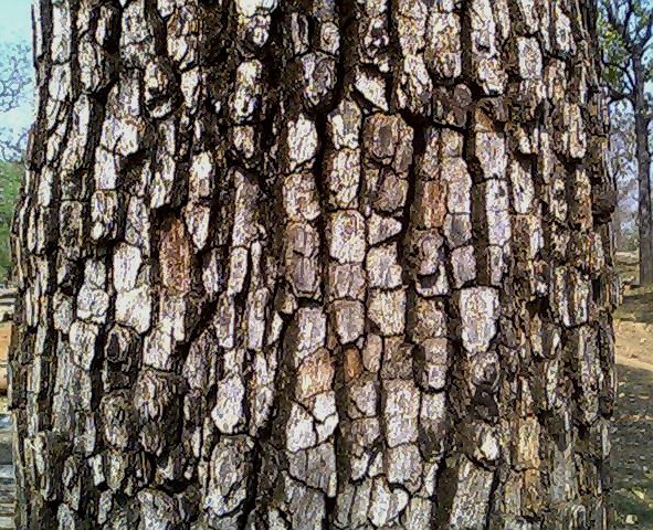 Файл:Bark of Diospyros melanoxylon.jpg