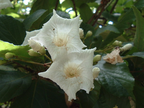 Файл:Cordia1.jpg