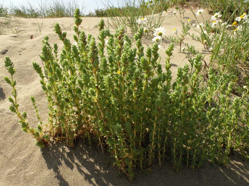 Файл:Crucianella maritima Italy.jpg