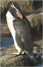 Файл:SnaresPenguin (Mattern).jpg