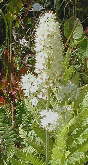 Файл:Stenanthium densum.jpg