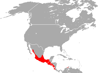 Файл:Gray Sac-Winged Bat area.png
