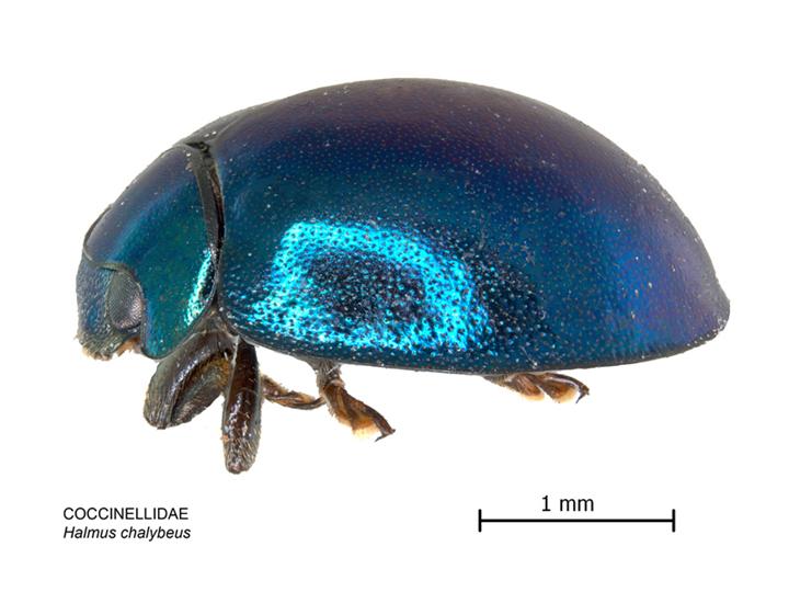 Файл:Halmus chalybeus lateral.jpg