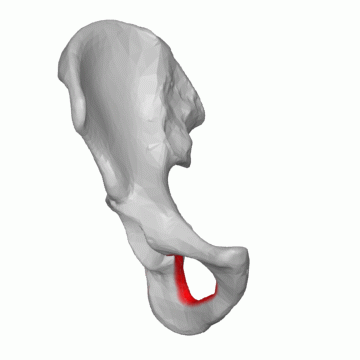 Файл:Obturator foramen 04 animation (Right hip bone).gif