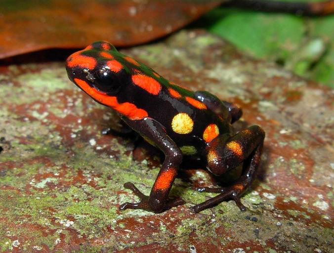 Файл:Ranitomeya dorisswansonae02.jpg