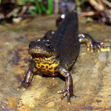 Файл:Triturus karelinii 0615 2.jpg
