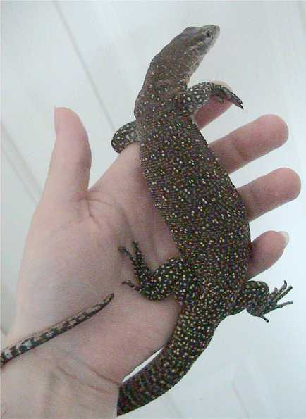 Файл:Varanus timorensis.jpg