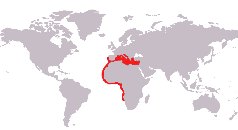 Файл:Anthias anthias map.png
